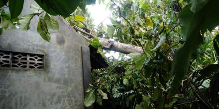 Pohon Jati Tumbang Menimpa Rumah Warga di Dusun Kamijoro