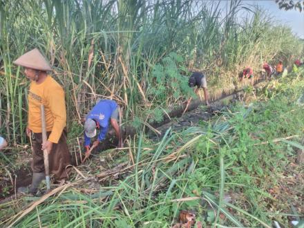 Gapoktan Sendangsari Gotong Royong Membersihkan Walet di Sepanjang Saluran Irigasi Benyo